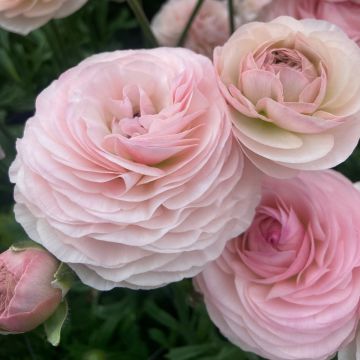 Ranunculus asiaticus Romance Seine - Perzische ranonkel