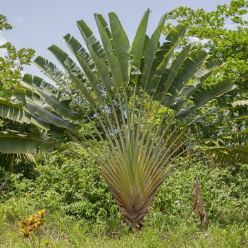 Ravenala madagascarensis (zaad) - Reuzenwaaierpalm