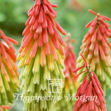 Kniphofia hirsuta Red Hot Poker Traffic Lights (zaad) - Vuurpijl