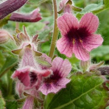 Rehmannia henryi - Chinees vingerhoedskruid