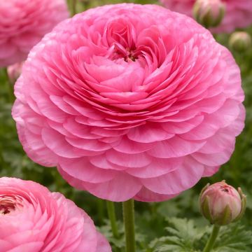 Ranunculus asiaticus Supreme Pink - Perzische ranonkel