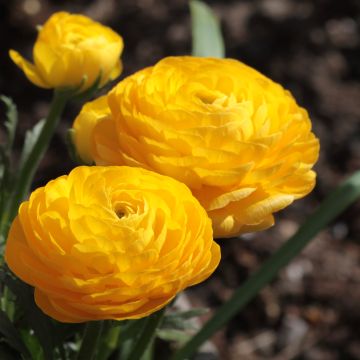 Ranunculus asiaticus Geel - Perzische ranonkel