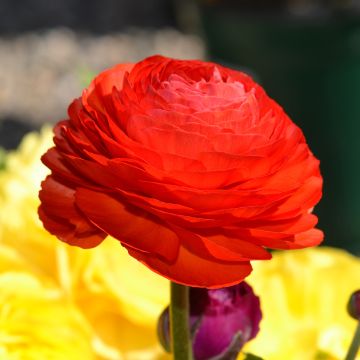 Ranunculus asiaticus Rood - Perzische ranonkel