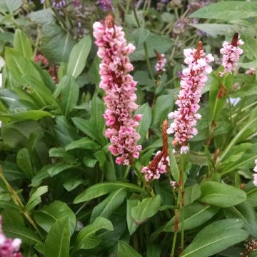 Persicaria affinis Donald Lowndes - Kruipduizendknoop