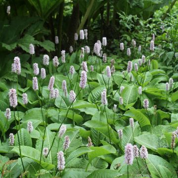 Persicaria bistorta Superba - Adderwortel