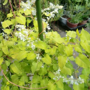 Fallopia aubertii Summer Sunshine - Bruidssluier