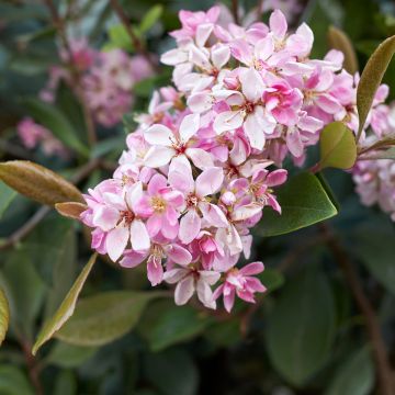 Rhaphiolepis Pink Cloud - Indische haagdoorn