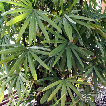Rhapis excelsa - Bamboepalm