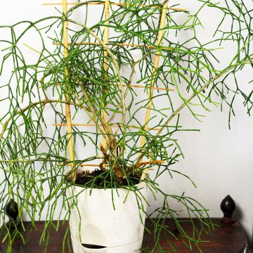 Rhipsalis burchellii - Koraalcactus