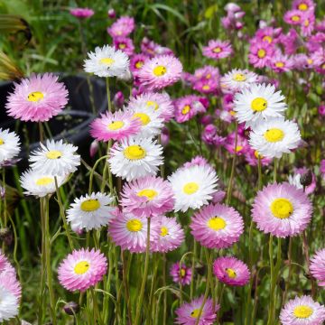 Rhodanthe manglesii Mix (zaad) - Zonnestrobloem
