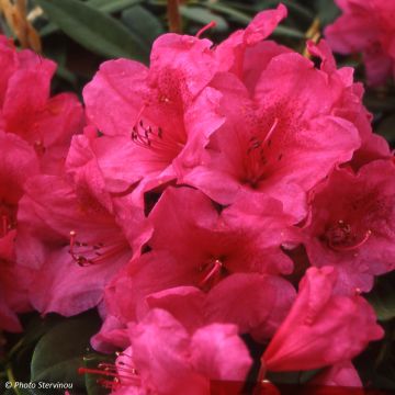 Rhododendron Anna Rose Whitney - Grootbloemige rododendron