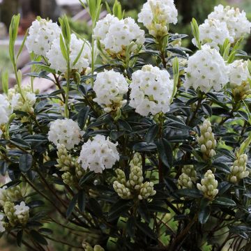 Rhododendron Artic Tern - Dwergrododendron