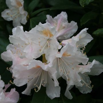Rhododendron Cunningham's White - Grootbloemige rododendron