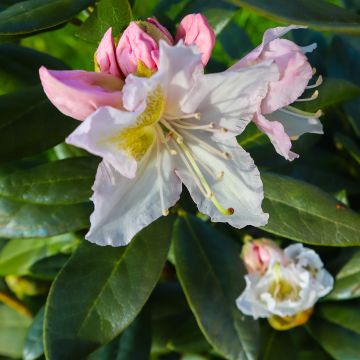 Rhododendron Cunningham's White - Grootbloemige rododendron