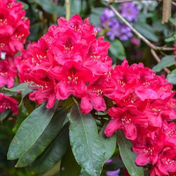 Rhododendron Elisabeth - Dwergrododendron