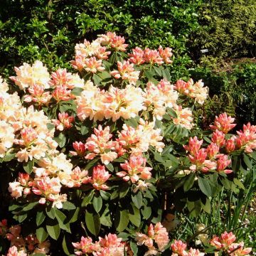 Rhododendron  Golden Torch - Dwergrododendron