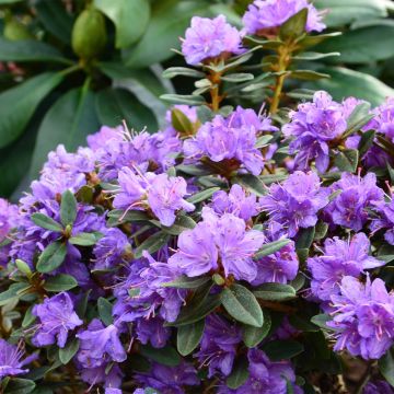 Rhododendron Gristede - Dwergrododendron