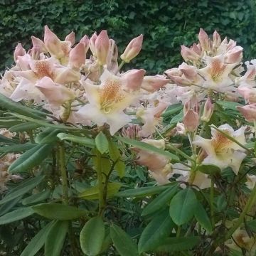 Rhododendron INKARHO Bernstein - Grootbloemige rododendron
