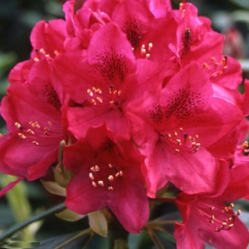 Rhododendron INKARHO Nova Zembla - Grootbloemige rododendron