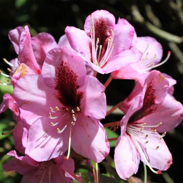 Rhododendron Kokardia - Grootbloemige rododendron