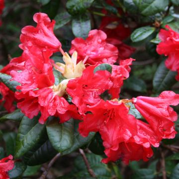 Rhododendron Scarlet Wonder - Dwergrododendron
