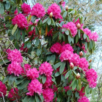 Rhododendron Souvenir de J. Broughton - Grand rhododendron