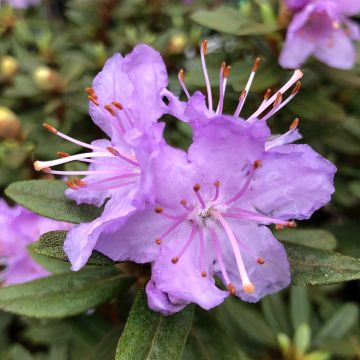 Rhododendron impeditum - Dwergrododendron