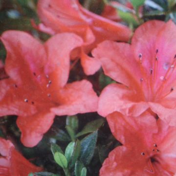 Rhododendron japonica Nakaharai Oranje - Japanse azalea