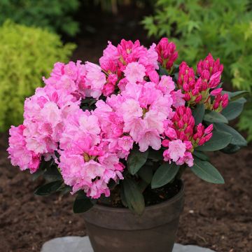 Rhododendron Anuschka - Dwergrododendron