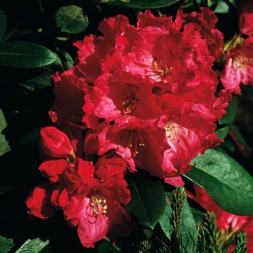 Rhododendron Morgenrot - Dwergrododendron