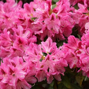 Rhododendron Sneezy - Dwergrododendron