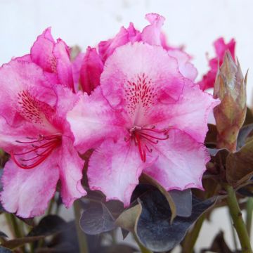 Rhododendron Choco & Pink- Grootbloemige rododendron