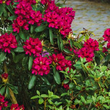 Rhododendron Midnight - Grootbloemige rododendron