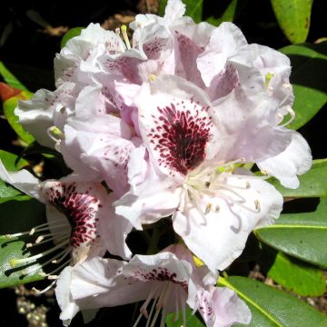 Rhododendron Sappho - Grootbloemige rododendron