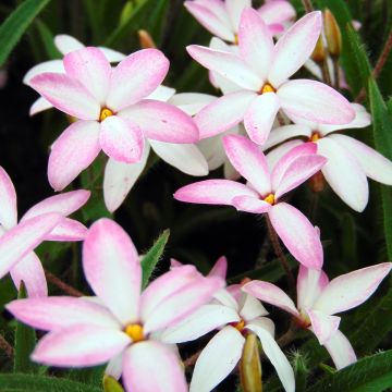 Rhodoxis Fairy Kisses - Sterretjesgras