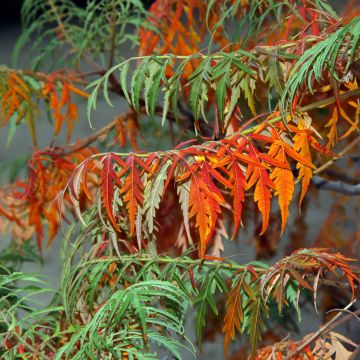 Rhus glabra Laciniata - Gladde sumak