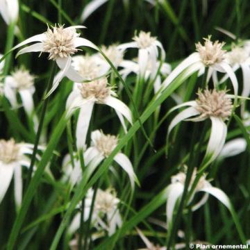Rhynchospora colorata - Stergras