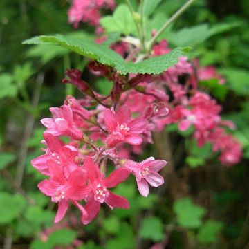 Ribes sanguineum - Rode ribes