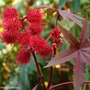 Ricinus communis Honolulu - Wonderboom