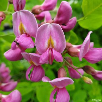 Robinia margaretta Georgia da Torino - Roze schijnacacia