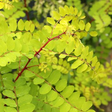 Robinia pseudoacacia Altdorf - Valse acacia
