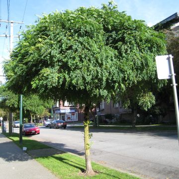 Robinia pseudoacacia Umbraculifera - Valse acacia