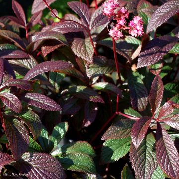 Rodgersia pinnata Bronze Peacock - Schout-bij-nacht