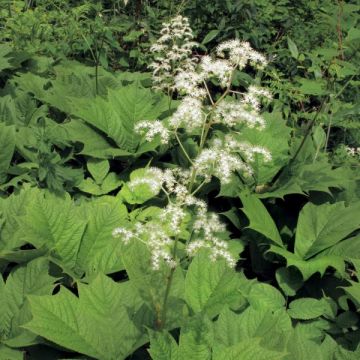 Rodgersia podophylla - Schout-bij-nacht