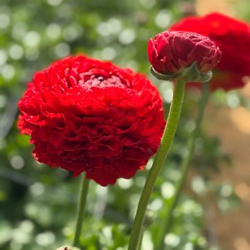 Ranunculus asiaticus Romance Get Lucky - Perzische ranonkel