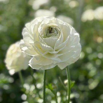 Ranunculus asiaticus Romance Montenvers - Perzische ranonkel