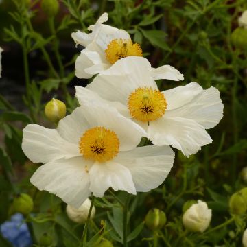 Romneya coulteri - Californische boompapaver