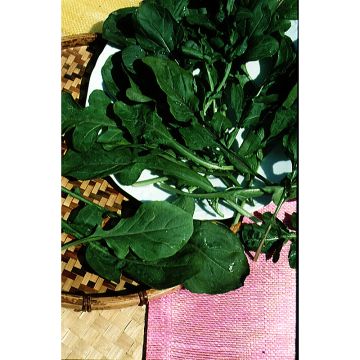 Rucola - Eruca sativa