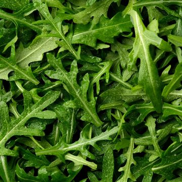 Rucola Discovery