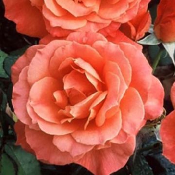 Rosa Livin' Easy - Stamroos